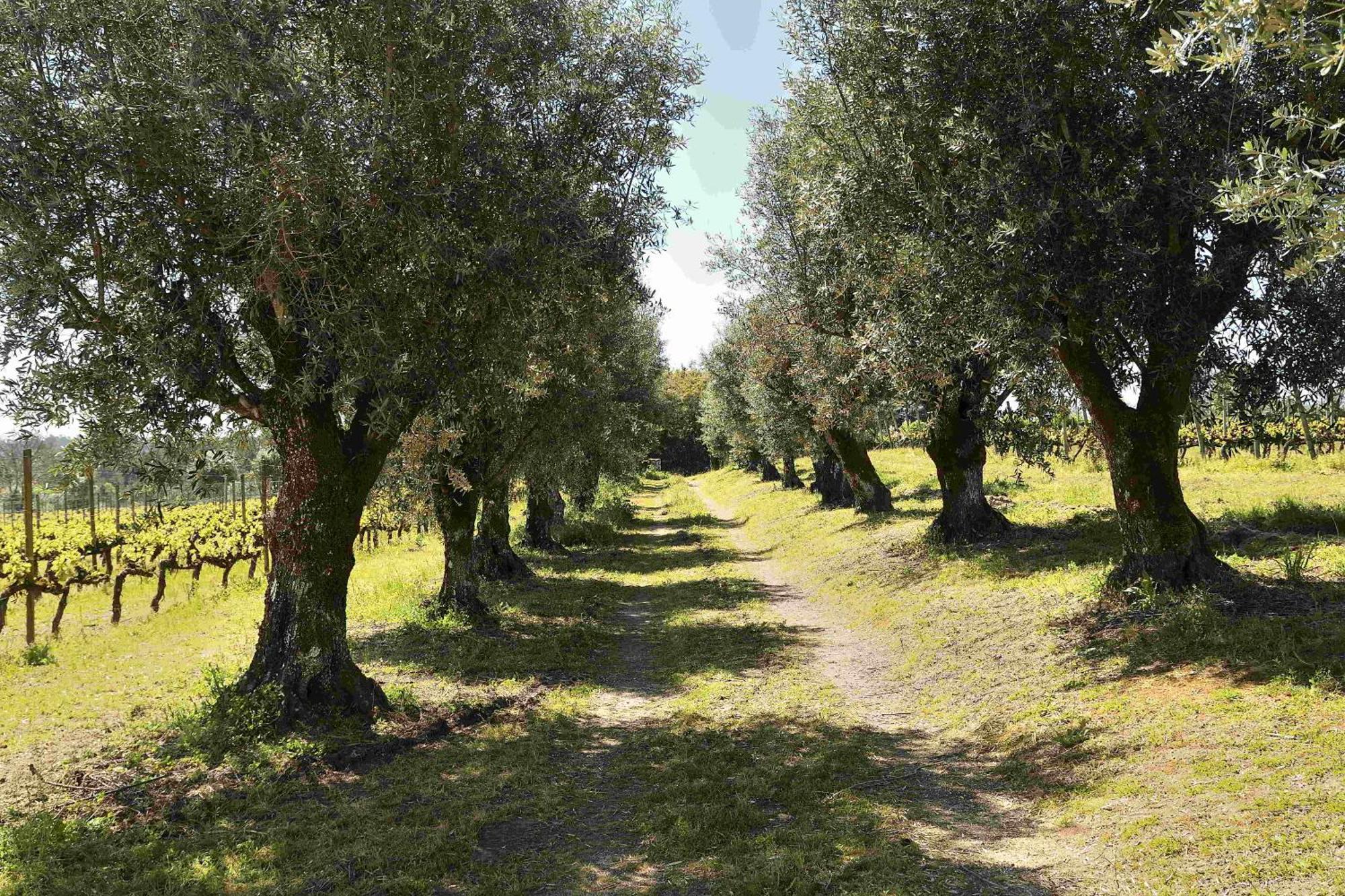 Villa Quinta da Fata Nelas Esterno foto